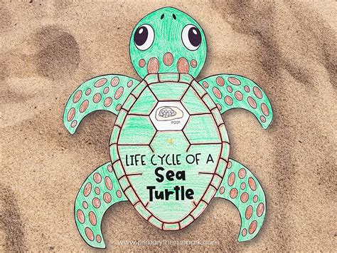 Life Cycle Of Sea Turtles Turtle Activities Images And Photos Finder