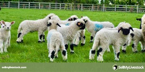 40 Pedigree Valais Blacknose Breeding Ewes Lambs Shearlings Rams