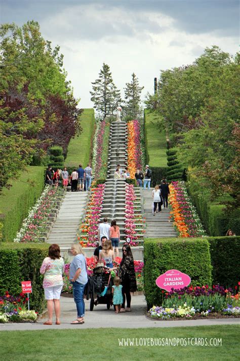 Check spelling or type a new query. Tulip Festival at Thanksgiving Point 2017 - Lovebugs and ...