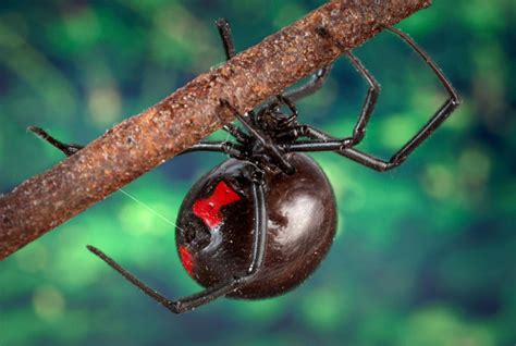 Causes of necrotic wounds other than brown recluse spider bites. Spider Bites (Venomous spider bites)