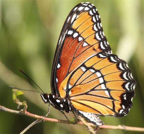 Viceroy Butterfly Description Characteristics Facts Size Photographs