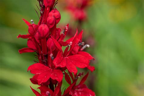 How To Grow And Care For Cardinal Flowers