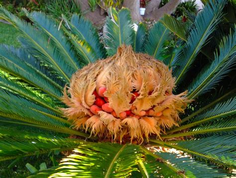 Sago Palms Everywhere On The Island But Deadly To Pets Boca Beacon
