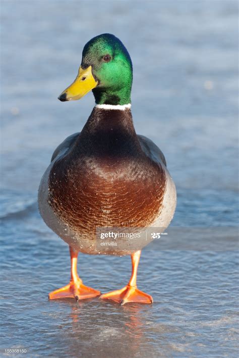 A Mallard Duck Standing On A Frozen Lake In Warm Evening Light Duck