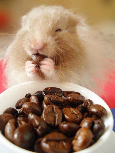 Coffee Cute N Tiny Hamster Eating Hamster Animal Coffee