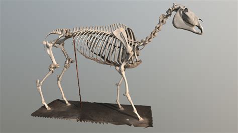 Modern Horse Skeleton 3d Model By Nebraska Public Media