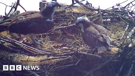 Rare Osprey Nest Built By One Of Only Five Breeding Pairs Is Cut Down By A Jerk With A Chainsaw