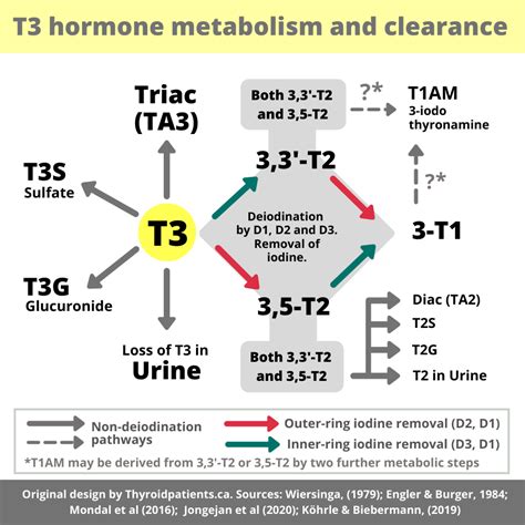 A Complete Pathway Map Of T4 And T3 Metabolism And Clearance Thyroid
