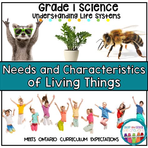Needs And Characteristics Of Living Things Grade 1 Science Stop And