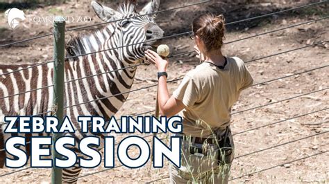 Zebra Training Session At Oakland Zoo Youtube