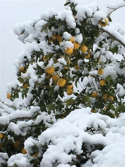 Lemon Tree In Arizona By Llh I Love Snow Lemon Tree Let It Snow