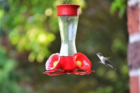 To satisfy their speedy metabolisms. Sweet Annabelle: Hummingbird Nectar Recipe