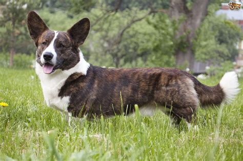 Cardigan Welsh Corgis Brindle Coat Wwhite Underbelly And Feathered
