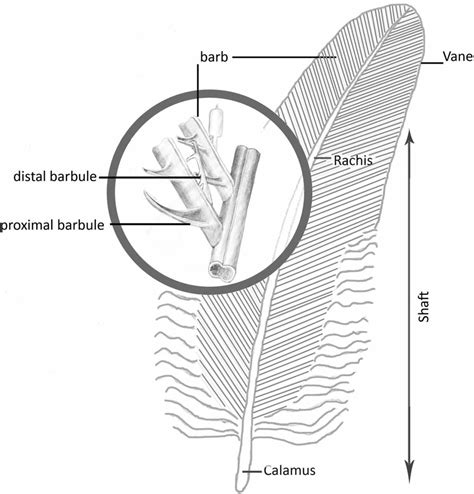 Fig Structure Of Pennaceous Contour Feather Download Scientific