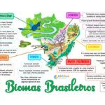 Mapa Mental Biomas Brasileiros Escola Educa O