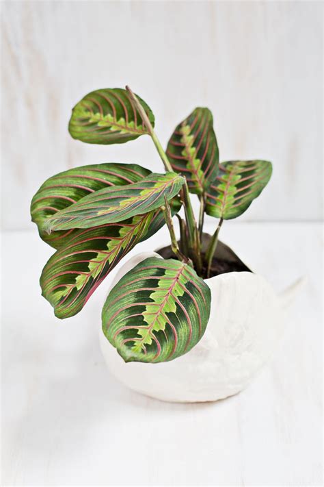 Cats and dogs may even chew on houseplants during play sessions, attacking waving fronds as they would a toy. 7 Unique Non-Toxic Houseplants - A Beautiful Mess