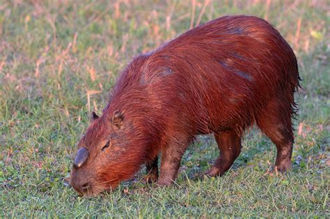 Filecapybara Hydrochoerus Hydrochaeris Alpha Male Wikimedia