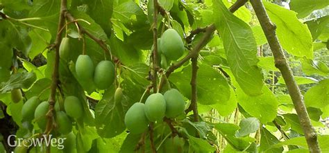 Can you prune fruit trees in bloom? Keep Plum Trees Healthy and Productive With Summer Pruning