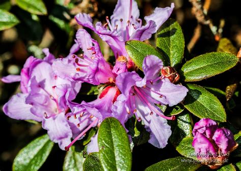 Wir freuen uns sehr, ihnen eine umfangreiche informationssammlung mit vielen nützlichen tipps und tricks präsentieren zu können. Blume, Pflanze, Garten, Blüte, rosa | Pflanzen, Blumen, Blüten