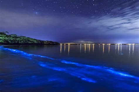 Bioluminescent Bays In Puerto Rico Tours And Directions