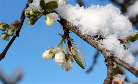 무료 이미지 나무 분기 겨울 잎 서리 봄 식물학 플로라 벚꽃 작은 가지 관목 체리 꽃 피는 식물 우디 Cloobx Hot Girl