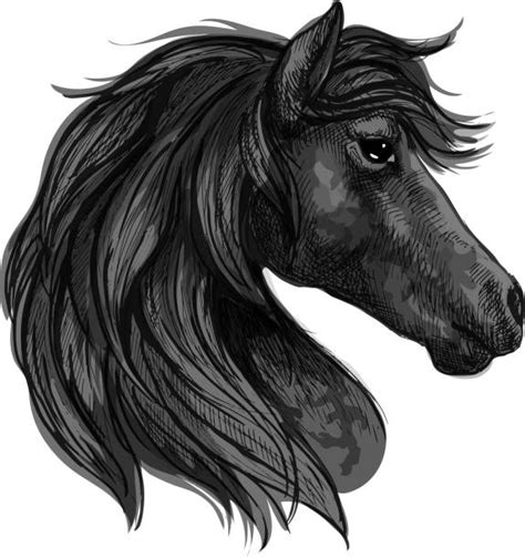 Horse Eye Illustrations Royalty Free Vector Graphics