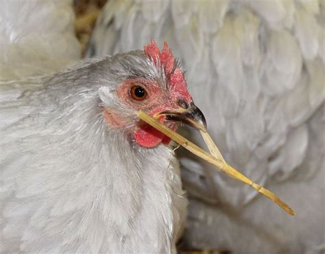 Cara Ayam Berkembang Biak 55 Koleksi Gambar