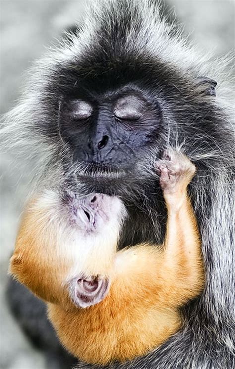 The 21 Most Adorable And Cute Baby Monkeys In The World Cute Baby