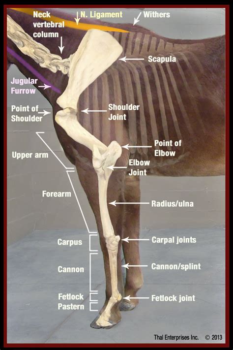 Anatomy Of A Horses Front Leg Pin On For The Love Of My Horses