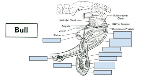 Male Bull Reproductive System Diagram Diagram Quizlet