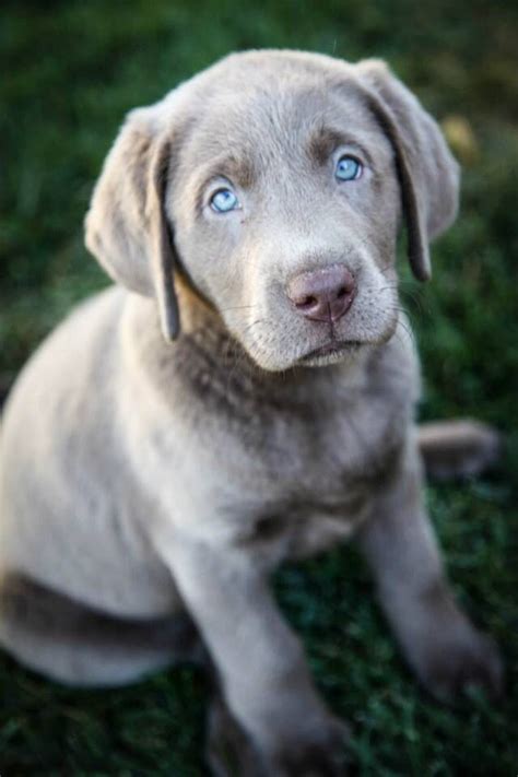 This puppy hopes to be running around playing in. Luna our Silver Labrador. (I had never seen a silver ...