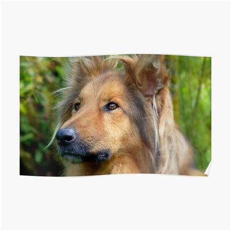 Lassie Come Home Cross Collie Dog Nz Poster By Andreael Redbubble