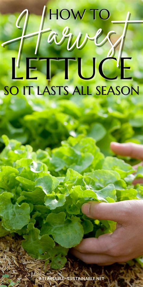 How To Harvest Lettuce So It Lasts All Season Long In 2021 How To