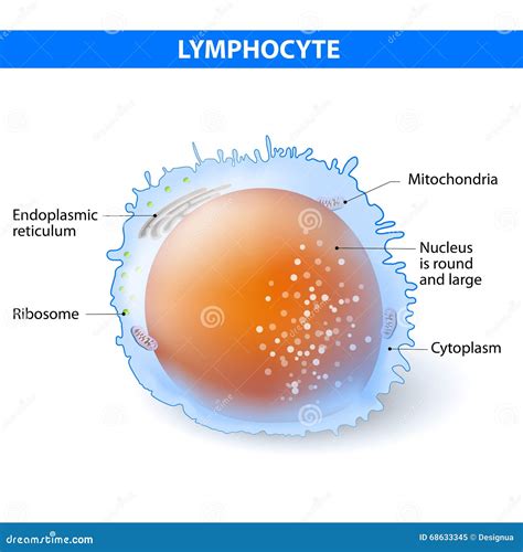 Lymphocyte Vektor Illustrationer Illustration Av Adapter 68633345