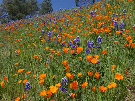 Figueroa Mountain Wildflower Bloom Edhat