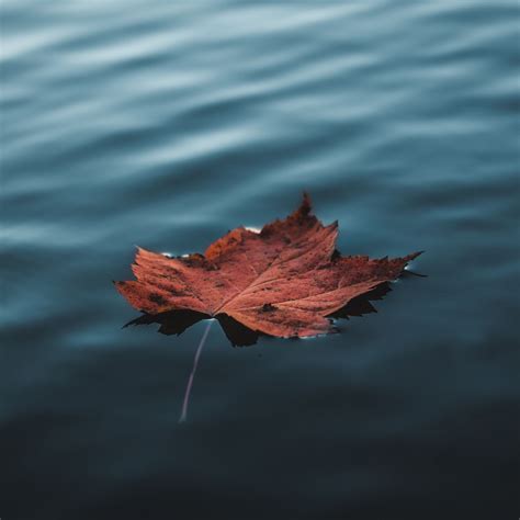 2932x2932 Orange Autumn Leaf Floating On Water Ipad Pro Retina Display