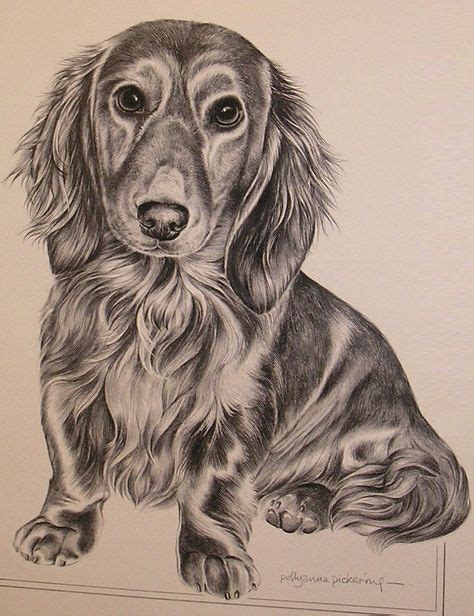 Long Haired Dachshund Dog Pencil Drawing Art Print By Artist Dj Rogers