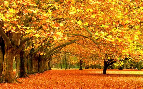 Autumn Fall Background 6976707