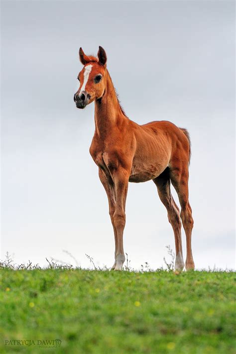 Horse Arabian Foal From Stable Liderów Poland Beautiful Arabian
