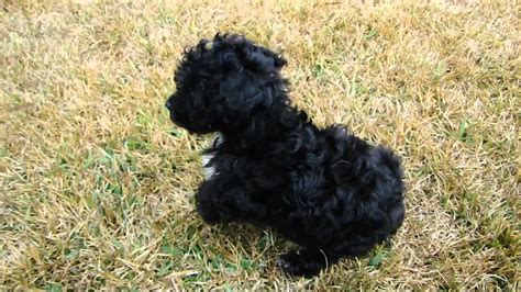 Toy Poodle Full Grown Black