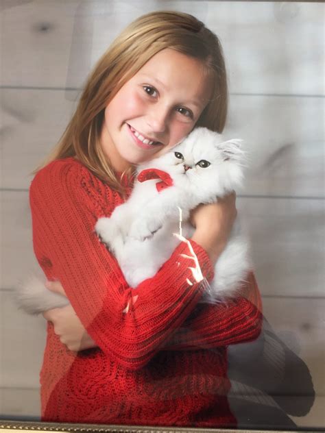 Our doll face persian kittens are truly striking. Doll face Persian Kittens Customer PhotosDesigner Persian ...