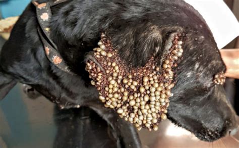 Dogs Ears And Eyes Are Covered In Strange Bumps Medical Team Rushes
