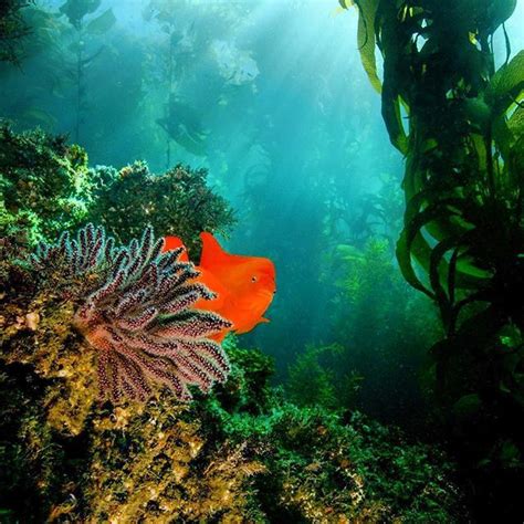Maybe you would like to learn more about one of these? Garibaldi fish on Catalina | Catalina island hotels ...