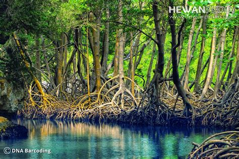 Penjelasan Lengkap Hutan Mangrove Atau Bakau Hewanpedia
