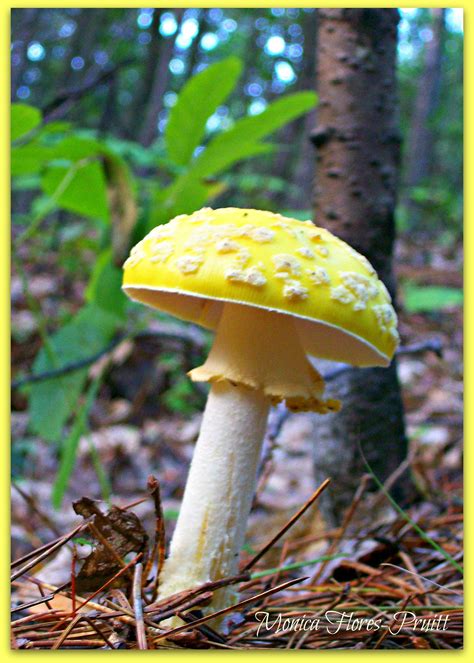 Yellow Mushroom Dream Garden Yellow Mushroom Northern Michigan