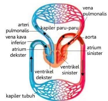 Fungsi Dari Sistem Peredaran Darah