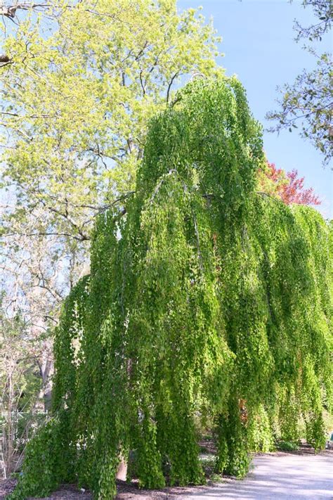 Weeping Katsura Tree Cercidiphyllum Japonicum Pendulum Stock Image