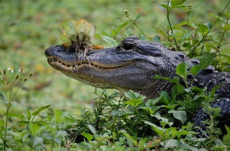 What Are Some Interesting Facts About Alligators Joy Of Animals