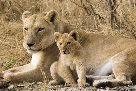 Filelioness And Cub Wikimedia Commons