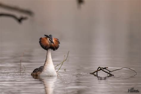 Vroege Vogels Foto Vogels Beetje Overdreven